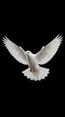 Obraz premium White dove flying with spread wings isolated on black background symbolizing peace, freedom and spirituality for religious and wedding designs.