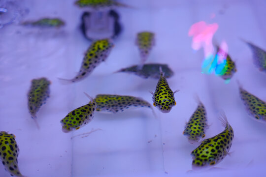 The green pufferfish wanders in the water