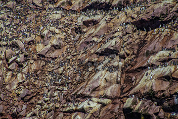 Fototapeta premium nesting birds on rocks