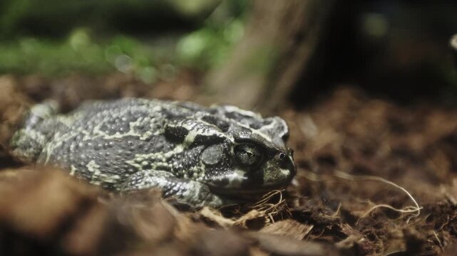Closeup of two toads sitting in glass tank at zoo. Selective focus on frog in aquarium. Marine aquatic underwater life, wildlife nature. Different species in realistic landscape in oceanarium