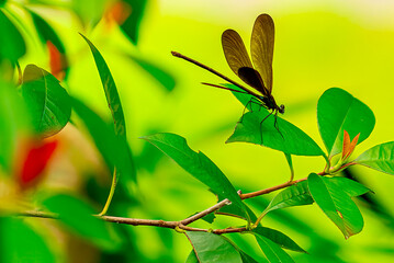 羽衣蝶が葉にとまり羽を休める © yoshida hirofumi