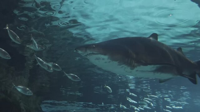 Close up Aquarium. Portrait of bronze whaler shark head with sharp teeth and eyes swimming near camera. Marine aquatic underwater life, wildlife nature. Dangerous predator in oceanarium. Beautiful