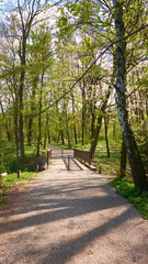 Fototapeta premium Birch trees along gravel path in Berlin park during fresh spring greenery