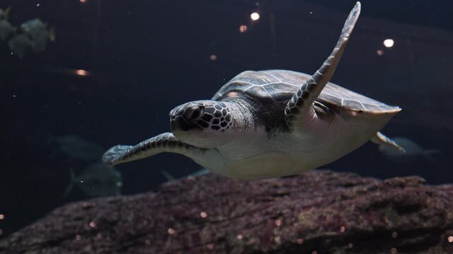 Cute sea turtle swimming around up to surface in isolated crystal clear water aquarium tank at beautiful light. Marine aquatic underwater life, wildlife nature. Closeup of tortoise flying in aquarium