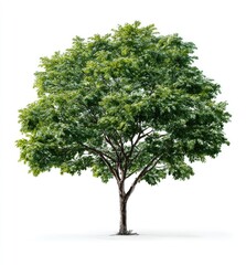 Obraz premium A vibrant, lush green tree with a brown trunk, isolated on a clean white background