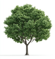 Obraz premium Lush green tree with a thick canopy and sturdy trunk, isolated on white background