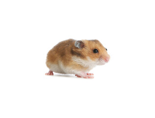Adorable Syrian hamster on white background. Small pet