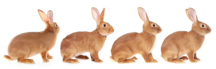 Fototapeta premium Fluffy brown rabbit on white background, collage