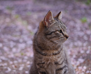 散った桜の下にいる猫