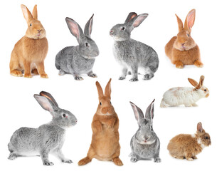 Obraz premium Cute fluffy rabbits isolated on white, collage