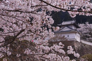 Naklejka premium 桜満開の出石城