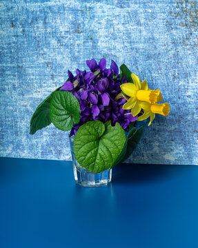 Spring bouquet of yellow daffodils and purple violets in glass vase on blue and yellow background