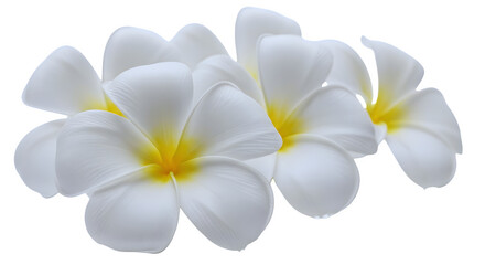 Fototapeta premium Illustration of White Plumeria Flowers Clustered Against White Background Isolated Isolated on transparent background
