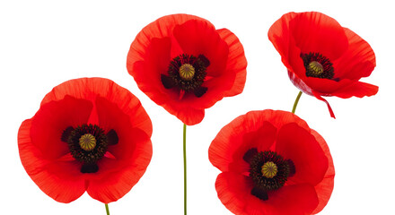 Obraz premium Four Vibrant Red Poppy Flowers Close Up Isolated Background Isolated on transparent background