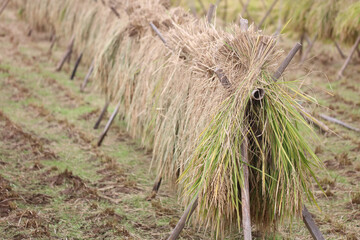 稲を干す様子