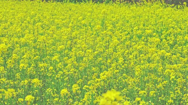 満開の菜の花畑 春の風景
「春の光を吸い込んで。一面を黄金色に染める菜の花の絨毯」
(大分県竹田市宮城地区)（宮城の里しだれ桜）(墓守桜周辺)
A spring scene of a field of rapeseed flowers in full bloom.
