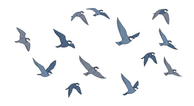 A dynamic flock of small blue-grey birds is gracefully soaring and flying across a clear empty white background in various directions.