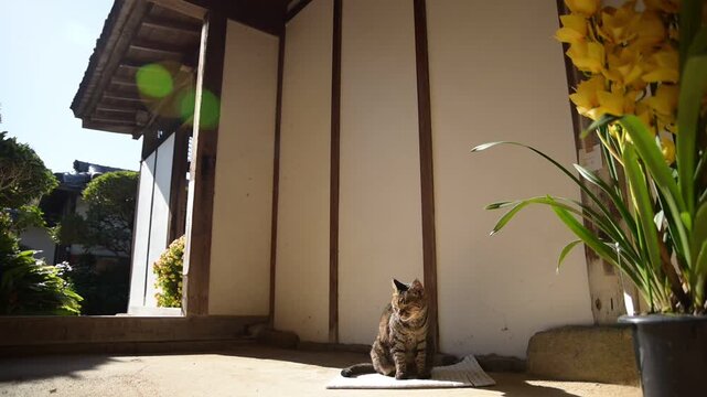 長岳寺の土間でひなたぼっこするトラ猫（奈良県天理市, 2025年12月）