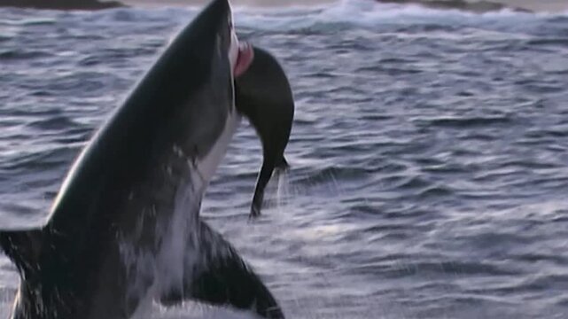 Great White Shark Breaching While Attack Hunting a Seal in Open Ocean