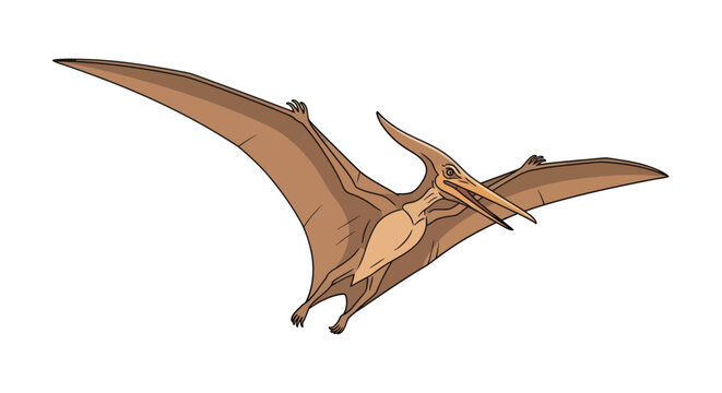 Pterosaur Flying with Wings Outstretched Illustration.
