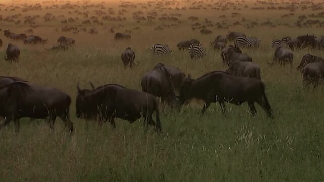 Great Wildebeest Migration with Zebras and Gazelles Between Serengeti and Maasai Mara