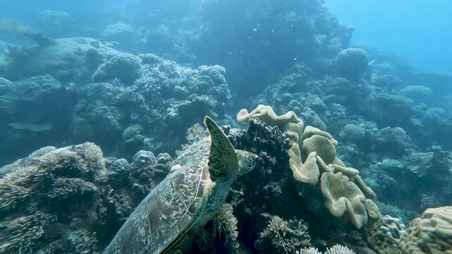 CAIRNS, AUSTRALIA - FEBRUARY 29, 2024: Slow motion footage of a green sea turtle feeding on sea grass and coral at the Great Barrier Reef in Queensland
