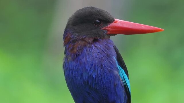 Javan Kingfisher Endemic Bird Species of Indonesia Lowland and Foothill Habitats