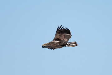 Obraz premium Young Bald Eagle has wings spread while soaring high against the blue sky while scouting for food
