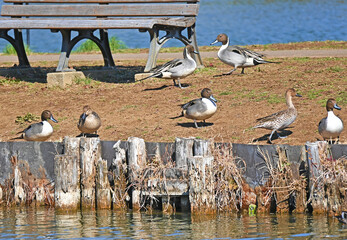 陸上でくつろぐオナガガモの群れ