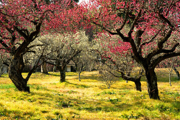 青空に映える満開の紅白の梅の花
