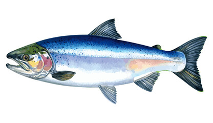 Obraz premium Salmon Fish Watercolor Illustration