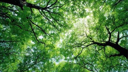 Obraz premium Lush Green Canopy of Trees with Sunlight Filtering Through Leaves Creating a Vibrant and Serene Atmosphere in a Forest Setting