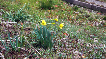 春の訪れうぃ告げる水仙の花