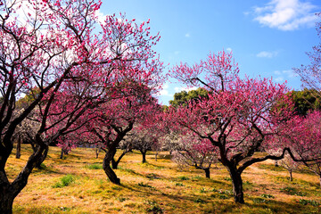 青空に映える満開の紅白の梅の花