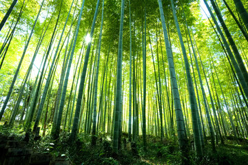 竹林に差し込む光