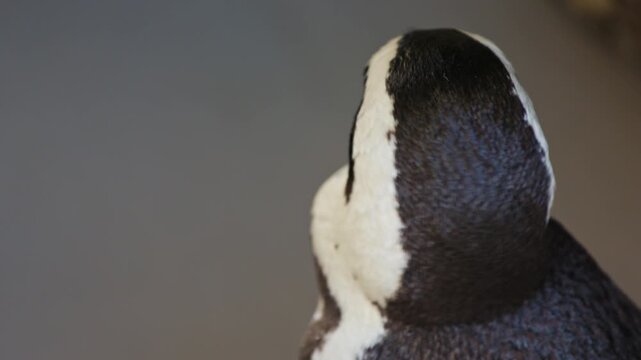 Close up portrait of African penguins hiding under stone rocks on the beach in stunning sunshine at Boulders Beach Penguin Colony, Simon s Town, Cape Town, South Africa. Wild African nature animals