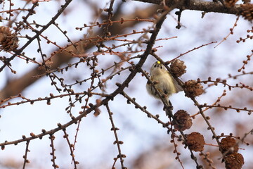 カラマツにやってきたキクイタダキ