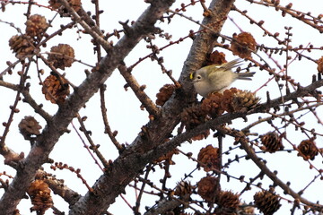カラマツにやってきたキクイタダキ