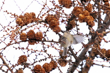 カラマツにやってきたキクイタダキ