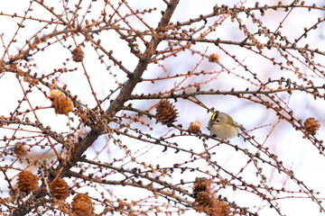カラマツにやってきたキクイタダキ