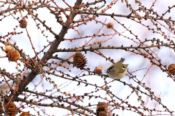 カラマツにやってきたキクイタダキ