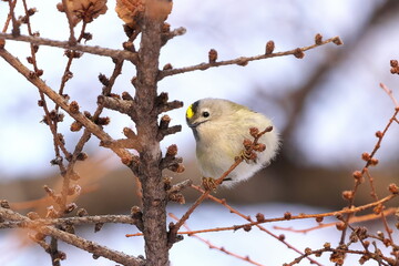 カラマツにやってきたキクイタダキ