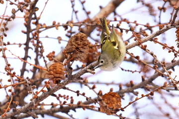 カラマツにやってきたキクイタダキ