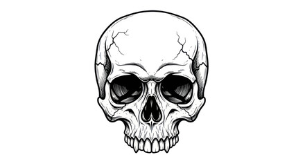 Obraz premium Detailed Hand Drawn Human Skull Illustration.