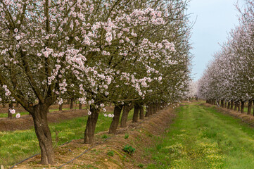 Fototapeta premium Flowering almond orchard with drip irrigation technology for sustainable agriculture.