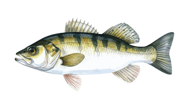Striped bass Fish Watercolor Illustration