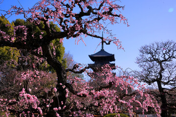 ピンクのしだれ梅越しに望む京都・東寺の五重塔