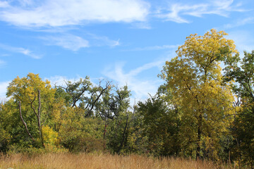 Trees with yellow and green leaves in a field at Miami Woods in Morton Grove, Illinois