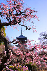 ピンクのしだれ梅越しに望む京都・東寺の五重塔