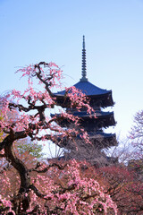 ピンクのしだれ梅越しに望む京都・東寺の五重塔